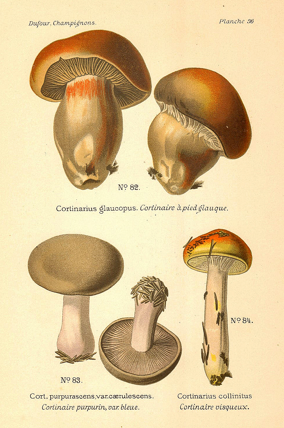 Planche de mycologie de Léon Marie Dufour n° 36.
