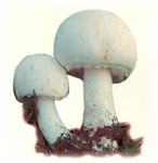 Agaric des jachères.
