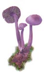 Mycène pure.