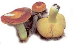 Russule dorée.