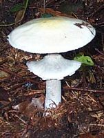 Agaric anisé des bois. Cliquer pour agrandir l'image.