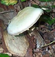 Agaric anisé des bois. Cliquer pour agrandir l'image.