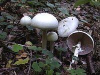 Agaric anisé des bois. Cliquer pour agrandir l'image.