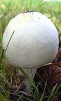 Agaric anisé des bois. Cliquer pour agrandir l'image.