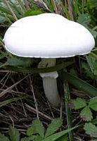 Agaric anisé des bois. Cliquer pour agrandir l'image.