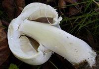 Agaric anisé des bois. Cliquer pour agrandir l'image. Agaric anisé des bois. Cliquer pour agrandir l'image.