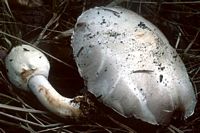 Agaric anisé des bois. Cliquer pour agrandir l'image.