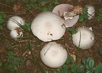 Agaric anisé des bois. Cliquer pour agrandir l'image.