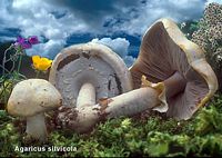 Agaric anisé des bois. Cliquer pour agrandir l'image.