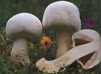 Agaric anisé des bois. Cliquer pour agrandir l'image.