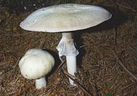 Agaric anisé des bois. Cliquer pour agrandir l'image. Agaric anisé des bois. Cliquer pour agrandir l'image.