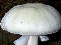 Agaric anisé des bois. Cliquer pour agrandir l'image.