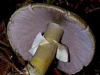 Agaric anisé des bois. Cliquer pour agrandir l'image.