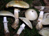 Agaric anisé des bois. Cliquer pour agrandir l'image.