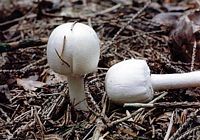Agaric anisé des bois. Cliquer pour agrandir l'image. Agaric anisé des bois. Cliquer pour agrandir l'image.