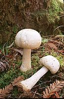 Agaric anisé des bois. Cliquer pour agrandir l'image.