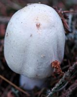 Agaric anisé des bois. Cheires de Côme. Cliquer pour agrandir l'image.