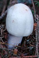 Agaric anisé des bois. Cheires de Côme. Cliquer pour agrandir l'image.