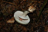 Agaric anisé des bois. Cheires de Côme. Cliquer pour agrandir l'image.