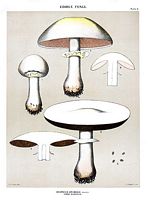 Agaric des jachères. Dessin d'identification. Cliquer pour agrandir l'image.