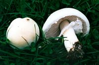 Agaric des jachères. Cliquer pour agrandir l'image.