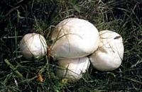 Agaric des jachères. Cliquer pour agrandir l'image.