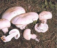Agaric des jachères. Cliquer pour agrandir l'image.