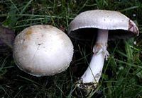 Agaric des jachères. Cliquer pour agrandir l'image. Agaric des jachères. Cliquer pour agrandir l'image.