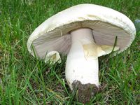 Agaric des jachères. Cliquer pour agrandir l'image.
