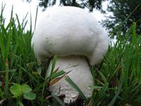Agaric des jachères. Cliquer pour agrandir l'image. Agaric des jachères. Cliquer pour agrandir l'image.