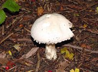 Agaric des jachères. Cliquer pour agrandir l'image.