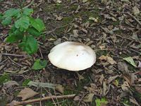 Agaric des jachères. Cliquer pour agrandir l'image.