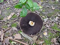 Agaric des jachères. Cliquer pour agrandir l'image.