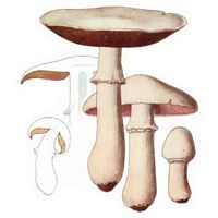 Agaric des jachères. Dessin. Cliquer pour agrandir l'image.
