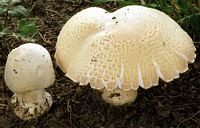 Agaric des jachères. Cliquer pour agrandir l'image. Agaric des jachères. Cliquer pour agrandir l'image.