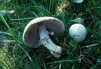 Agaric des jachères. Cliquer pour agrandir l'image.