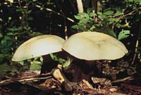 Agaric des jachères. Cliquer pour agrandir l'image. Agaric des jachères. Cliquer pour agrandir l'image.
