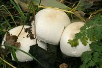 Agaric des jachères. Cliquer pour agrandir l'image.