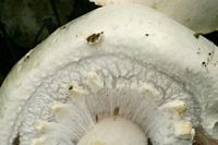 Agaric des jachères. Dessous anneau. Cliquer pour agrandir l'image.