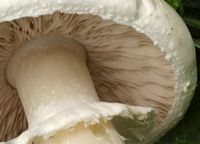 Agaric des jachères. Lamelles et anneau. Cliquer pour agrandir l'image.