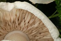 Agaric des jachères. Lamelles. Cliquer pour agrandir l'image.