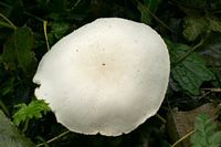 Agaric des jachères. Cliquer pour agrandir l'image. Agaric des jachères. Cliquer pour agrandir l'image.