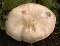 Agaric des jachères. Chapeau mature. Cliquer pour agrandir l'image.