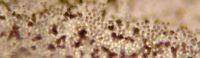 Agaric des jachères. Spores sur lamelle. Cliquer pour agrandir l'image.