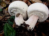 Agaric des jachères. Cliquer pour agrandir l'image. Agaric des jachères. Cliquer pour agrandir l'image.