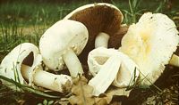 Agaric des jachères. Cliquer pour agrandir l'image.