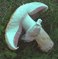 Agaric des jachères. Cliquer pour agrandir l'image.
