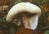 Agaric des jachères. Cliquer pour agrandir l'image.