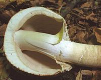 Agaric des jachères. Cliquer pour agrandir l'image.