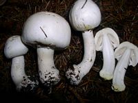 Agaric des jachères. Cliquer pour agrandir l'image.